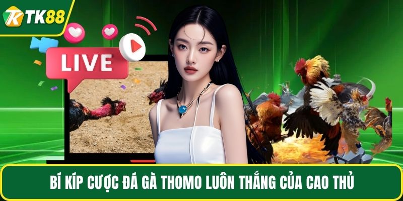Bí kíp cược đá gà Thomo luôn thắng của cao thủ