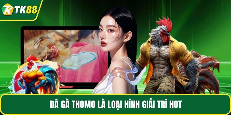 Đá gà Thomo là loại hình giải trí hot