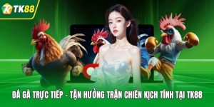 Đá Gà Trực Tiếp